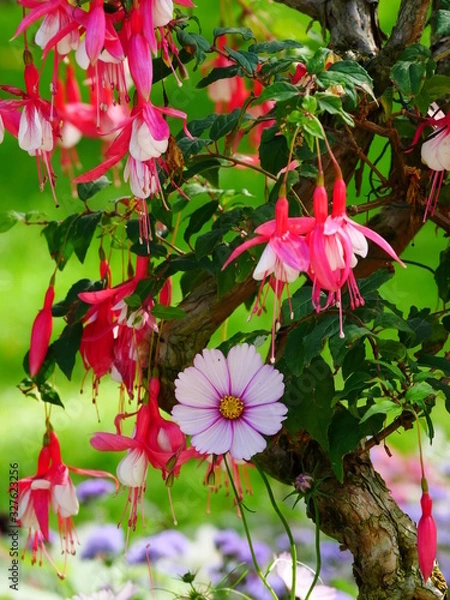 Obraz falsche Fuchsie