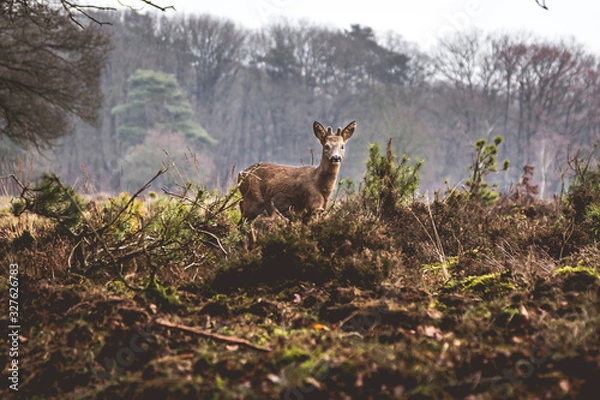 Obraz deer in the woods