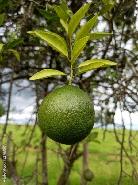 Fototapeta pé de limão