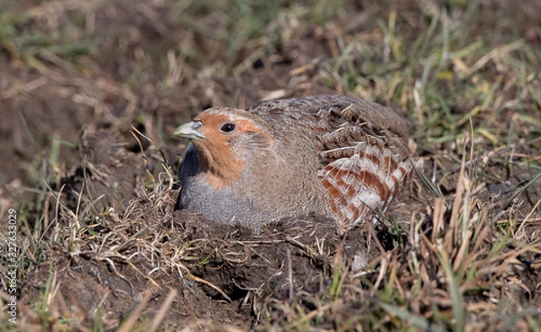 Obraz Grey Partridge in the Grass