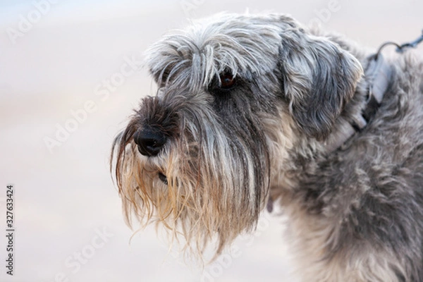Obraz Mittelschnautzer