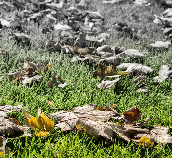 Fototapeta opadłe liście