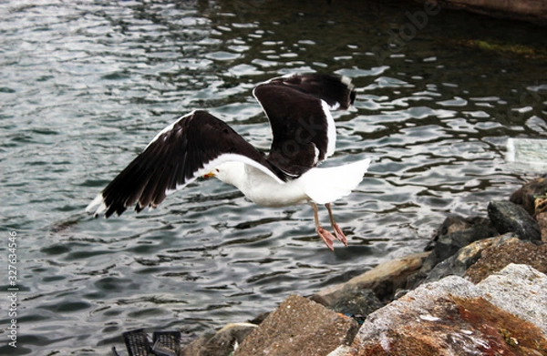 Fototapeta seagull flying