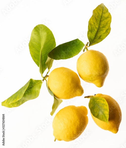Fototapeta lemons with leaves isolated on white background