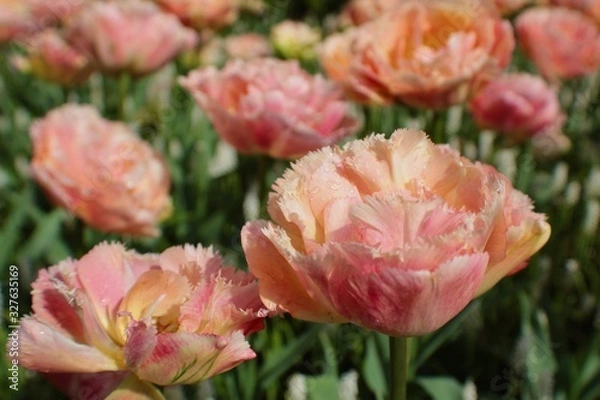 Obraz Pink tulips