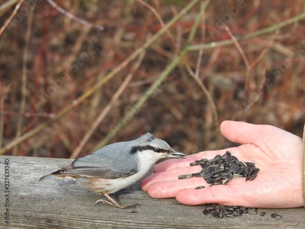 Fototapeta Nuthatch