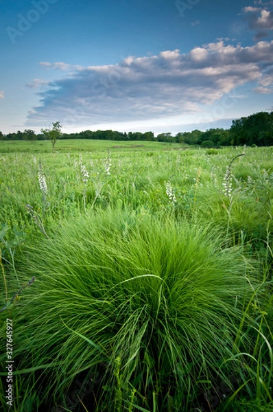 Fototapeta Sunset light on prairie dropseed grass and wild indigo.
