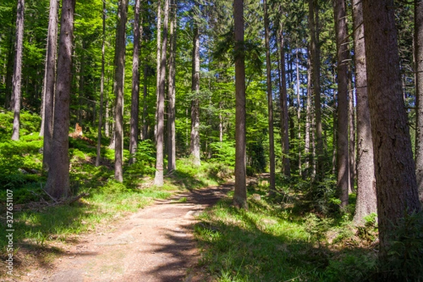 Obraz Forest road on a sunny summer afternoon