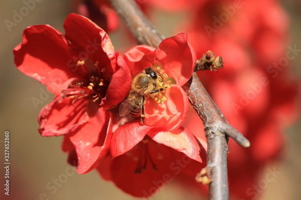 Obraz Abeille butinant