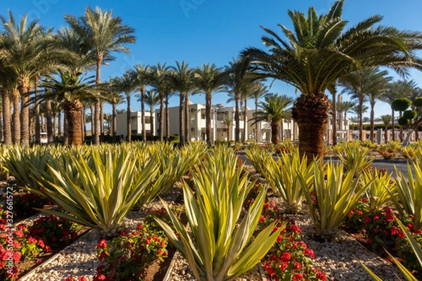 Fototapeta Botanical Garden With Exotic Plants In Middle East. Palm Trees, Green Agave And Blooming Red Flowers. Well Maintained Park In Resort City In Summer Sunny Day. Plants And Nature Of Egypt.