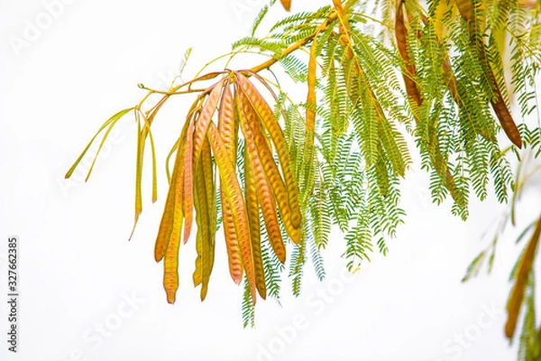 Obraz Acacia tree fruit, branch on a white background. Close up.
