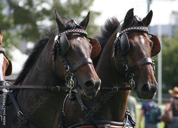 Obraz Gespann, Portrait