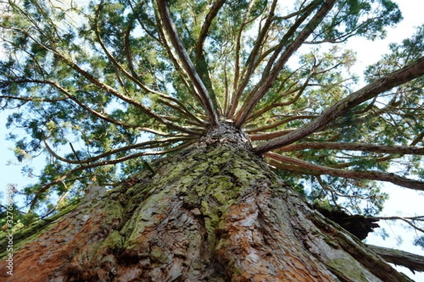 Fototapeta Blick zur Baumkrone