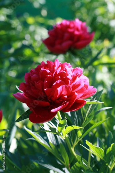 Fototapeta Red peonies