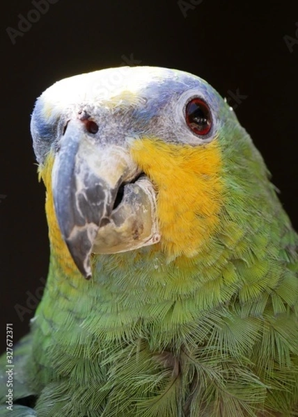 Fototapeta Portrait Papagei