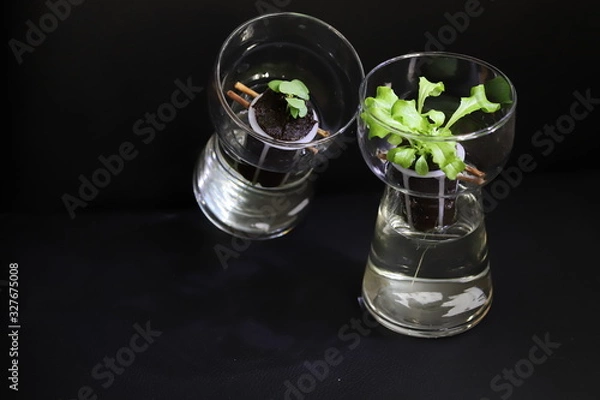 Fototapeta hydroponic growing