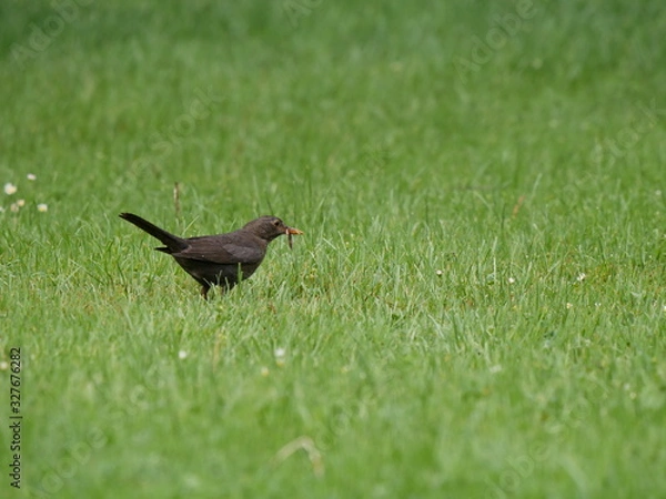Fototapeta Vogel mit Wurm