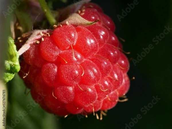 Fototapeta Himbeere im Garten