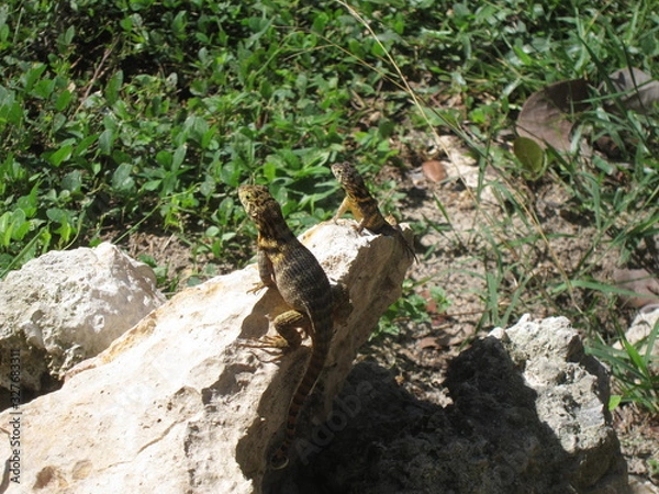 Obraz Lizards