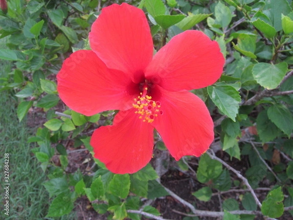 Obraz Red flower