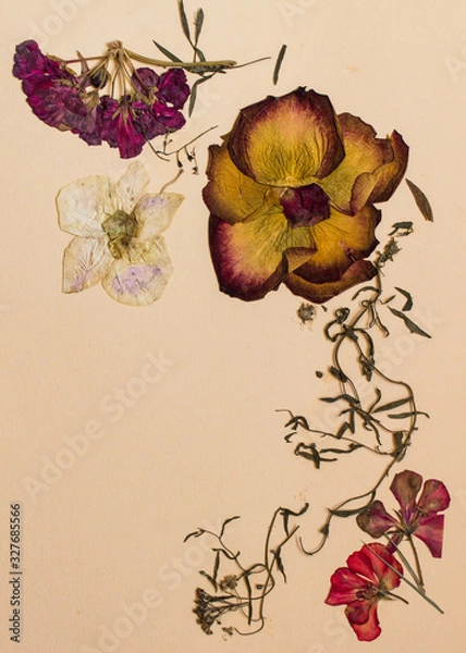 Fototapeta Pressed flowers