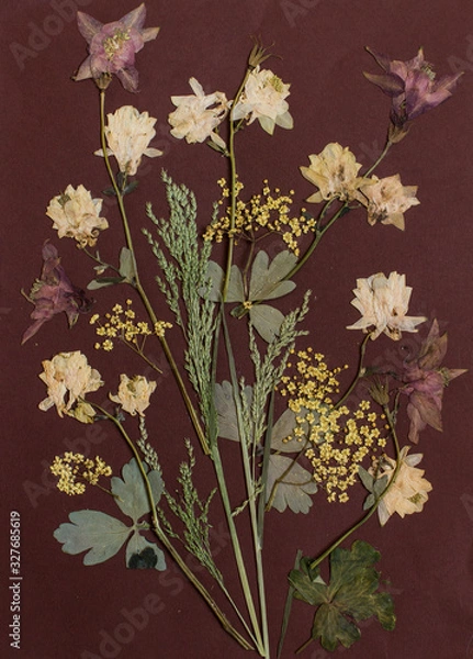 Fototapeta Pressed flowers