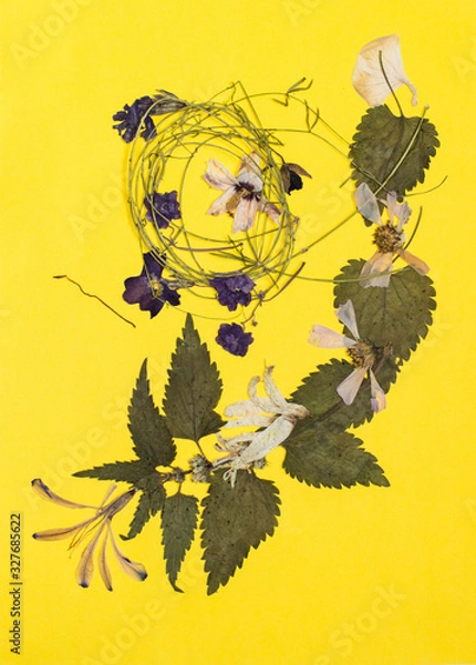 Fototapeta Pressed flowers