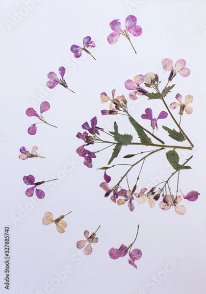 Fototapeta Pressed flowers