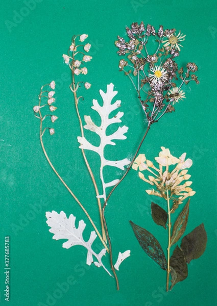 Fototapeta Pressed flowers