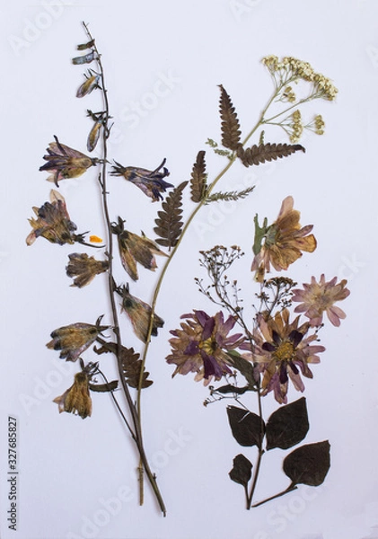 Fototapeta Pressed flowers