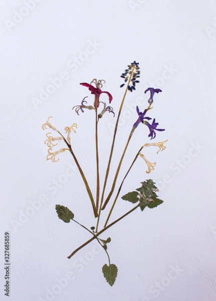 Fototapeta Pressed flowers