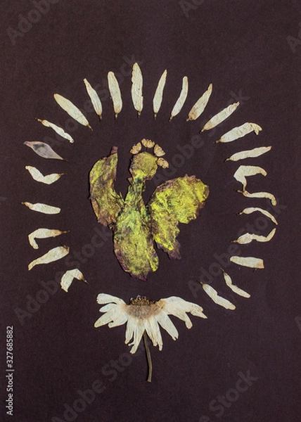 Fototapeta Pressed flowers