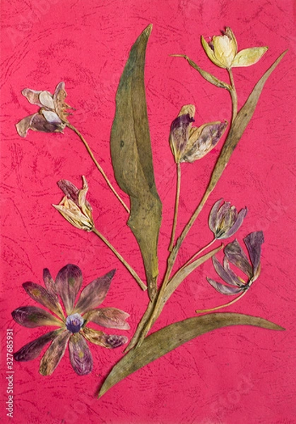 Fototapeta Pressed flowers