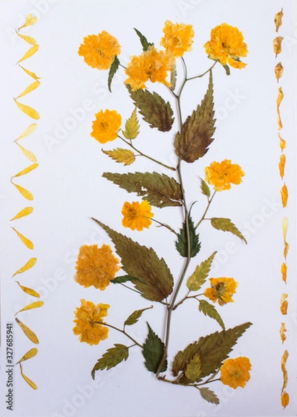 Fototapeta Pressed flowers