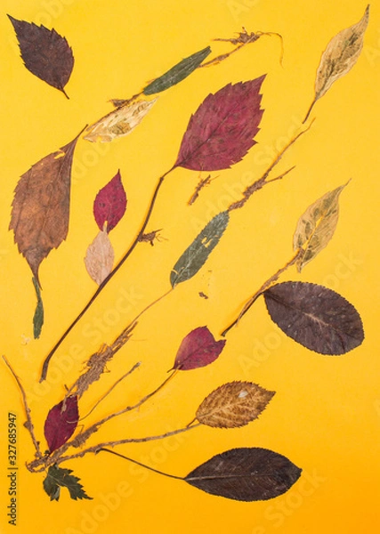 Fototapeta Pressed flowers