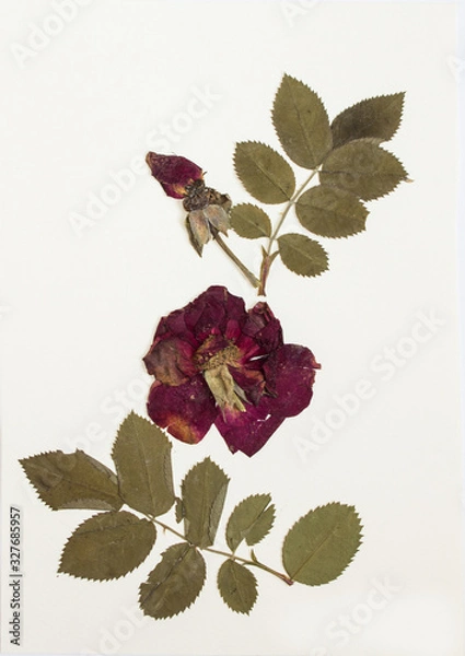 Fototapeta Pressed flowers