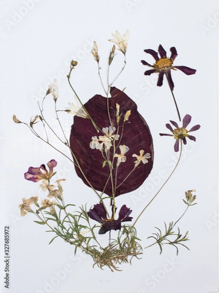 Fototapeta Pressed flowers