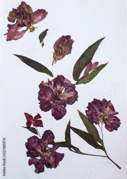 Fototapeta Pressed flowers