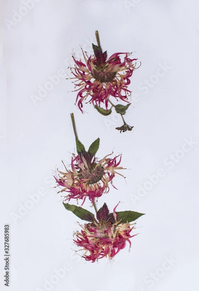 Fototapeta Pressed flowers