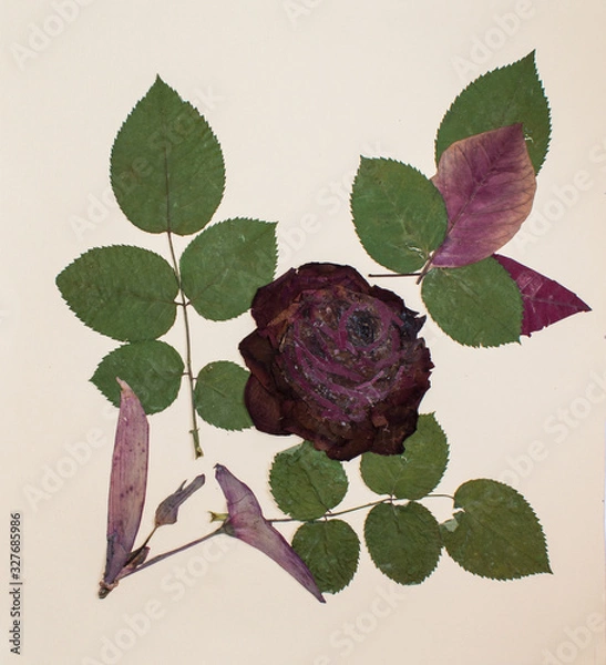 Fototapeta Pressed flowers