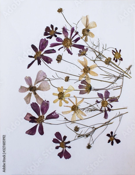 Fototapeta Pressed flowers