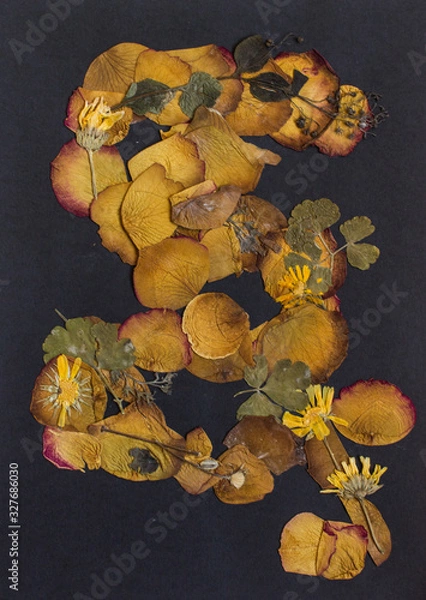 Fototapeta Pressed flowers