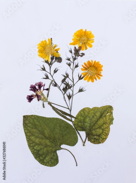 Fototapeta Pressed flowers