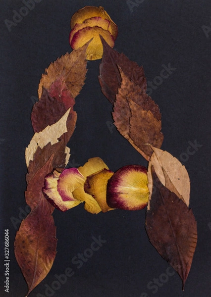 Fototapeta Pressed flowers