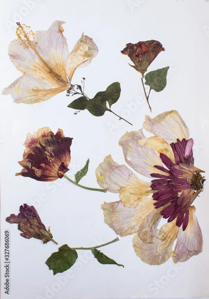 Fototapeta Pressed flowers