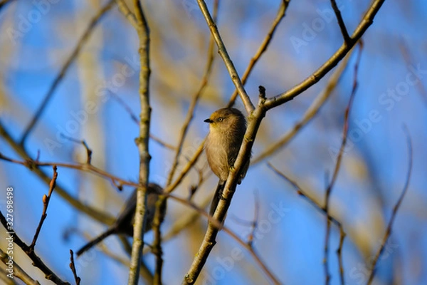 Obraz Bushtit