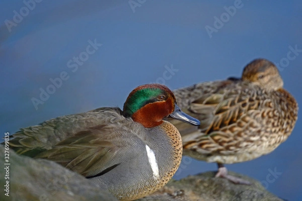 Obraz Green-winged teal pair