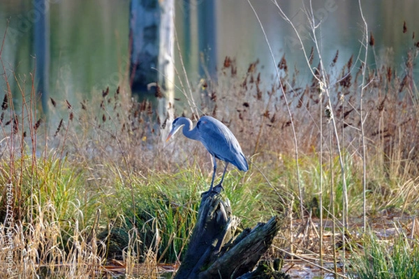 Obraz Heron on a log