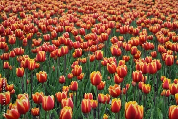 Fototapeta tulip field in the nature with a lot of color