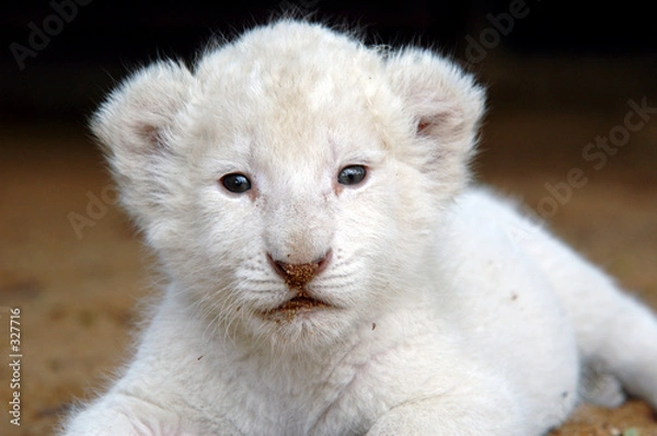 Obraz white lion cub